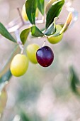 Olives on the tree in autumn, Gard, France