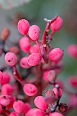 Terebinth (Pistacia terebinthus) fruits, Gard, France