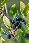 Mock privet (Phillyrea latifolia), fruits in autumn, Gard, France