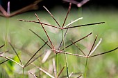 Bermuda grass (Cynodon dactylon) spikes, Gard, France