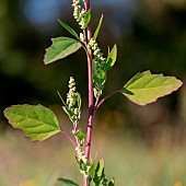 Fat-hen (Chenopodium album), Gard, France