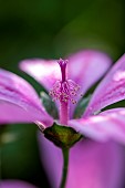 Common mallow (Malva sylvestris), stamens and pistil, Gard, France