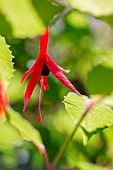 Hardy fuchsia (Fuchsia magellanica) Riccartoni, fleur