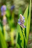 Pickerelweed (Pontederia cordata) flower, filtering plant for natural swimming pool