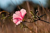 Cantabrican morning glory (Convolvulus cantabrica) dew-covered, Gard, France