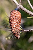 Aleppo pine (Pinus halepensis), cone in autumn, Gard, France