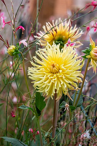 Yellow_cactus_dahlia_and_Lindheimer_Gaura_in_flower_in_a_garden_Female_Lily_Bush_Cricket_Tylopsis_li