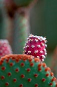 Polka dot Cactus (Opuntia microdasys var. rufida)