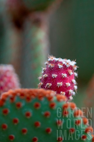 Polka_dot_Cactus_Opuntia_microdasys_var_rufida