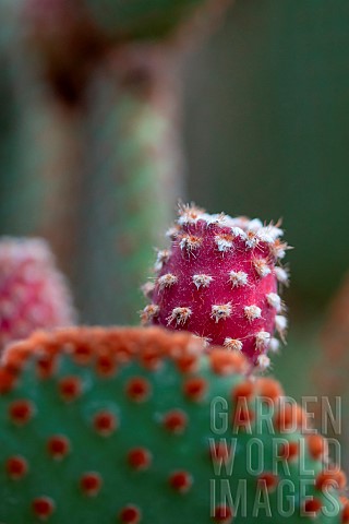 Polka_dot_Cactus_Opuntia_microdasys_var_rufida