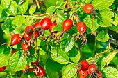 Sweet Briar (Rosa rubiginosa), rose hip