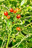 Small-flowered Sweet-briar (Rosa micrantha) 1812, rose hip