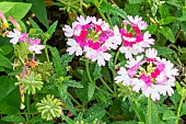 Garden Verbena (Verbena x hybrida) BeBop Pink, flowers