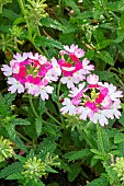 Garden Verbena (Verbena x hybrida) BeBop Pink, flowers