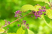 Beautyberry (Callicarpa membranacea) purple berries
