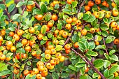 Cotoneaster(Cotoneaster fastigiatus) berries