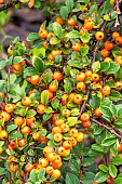Cotoneaster(Cotoneaster fastigiatus) berries