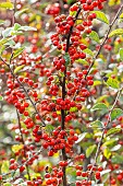 Cotoneaster(Cotoneaster gracilis), berries