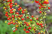 Cotoneaster (Cotoneaster splendens), berries