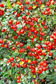 Cotoneaster (Cotoneaster splendens), berries