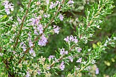 Rosemary (Rosmarinus officinalis) Majorca Pink, flowers