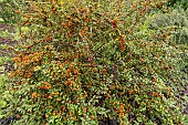 Cotoneaster (Cotoneaster fastigiatus) fruits