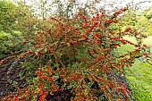 Cotoneaster (Cotoneaster splendens), fruits