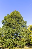 Dutch elm (Ulmus hollandica) Doodens