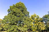 Dutch elm (Ulmus hollandica) Doodens