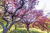 Flowering Plum (Prunus cerasifera) Woodii and Oshima cherry (Prunus speciosa) Ingram, in autumn