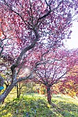 Flowering Plum (Prunus cerasifera) Woodii and Oshima cherry (Prunus speciosa) Ingram, in autumn