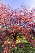 Oshima cherry (Prunus speciosa) Ingram, in autumn