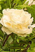 Chinese herbaceous peony (Paeonia lactiflora) Gardenia Lins (USA) 1955, flower