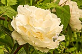 Chinese herbaceous peony (Paeonia lactiflora) Gardenia Lins (USA) 1955, flower