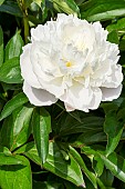 Chinese herbaceous peony (Paeonia lactiflora) Laura Dessert Dessert 1913, flower