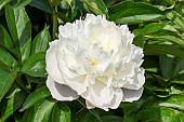 Chinese herbaceous peony (Paeonia lactiflora) Laura Dessert Dessert 1913, flower