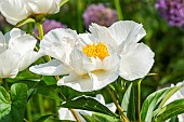 Chinese herbaceous peony (Paeonia lactiflora) Krinkled White Breeder : Brand 1928, flower