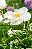 Chinese herbaceous peony (Paeonia lactiflora) Krinkled White Breeder : Brand 1928, flower