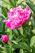 Chinese herbaceous peony (Paeonia lactiflora) Edulis Superba Breeder : Lemon 1824, flower