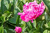 Chinese herbaceous peony (Paeonia lactiflora) Edulis Superba Breeder : Lemon 1824, flower