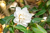 Sasanqua camellia (Camellia sasanqua vernalis) Star Above Star USA 1964, flower
