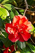 Japanese Camellia (Camellia japonica) Général Leclerc 1920, flower