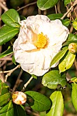 Japanese Camellia (Camellia japonica) Moonlight Bay, flower