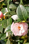 Japanese Camellia (Camellia japonica) Shôwa-no-Hikari Japan 1960, flower
