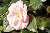 Japanese Camellia (Camellia japonica) Shôwa-no-Hikari Japan 1960, flower