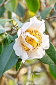 Camellia (Camellia sp), flower