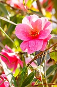 Camellia (Camellia fraterna x reticulata) Crimson Candles (USA) 1995, flower