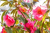 Camellia (Camellia fraterna x reticulata) Crimson Candles (USA) 1995, flowers
