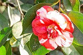 Japanese Camellia (Camellia japonica) Gigantea GBR 1830, flower
