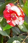 Japanese Camellia (Camellia japonica) Gigantea GBR 1830, flower